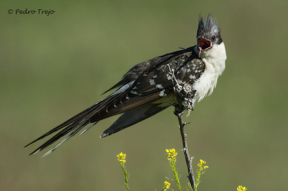 Críalo (Clamator glandarius)